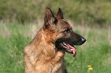 BERGER ALLEMAND 1380